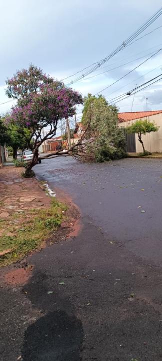 Foto 4 de 4 — Mais de 40 árvores caíram durante forte temporal em Araraquara